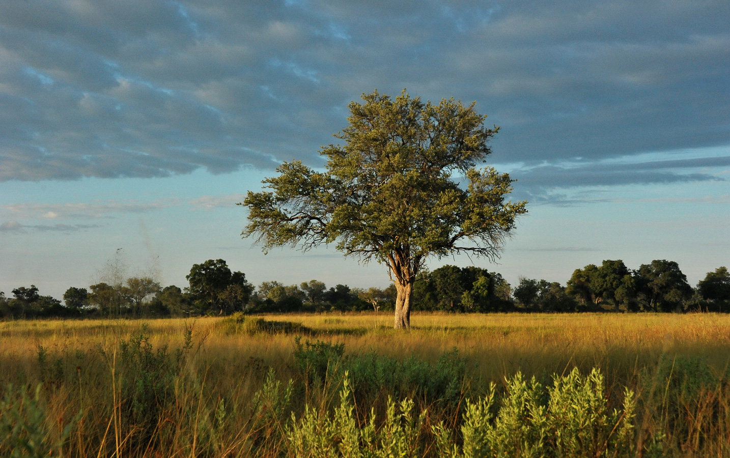 Okavango Delta [56 mm, 1/2500 Sek. bei f / 8.0, ISO 2500]